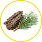 Pinus pinaster